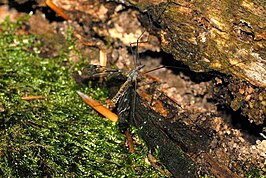 Tipula (Yamatotipula) montium