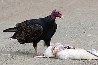 Feeding on a dead gull at Morro Bay, California