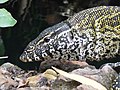 Nilwaran Nile monitor