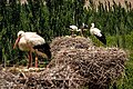 Storks in Baruq County