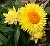 Xerochrysum bracteatum, cultivar "strawburst"