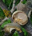 Beschleierter Pappel-Seitling Pleurotus calyptratus