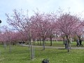 The Cherry Tree Park (Kirsikkapuisto) in Roihuvuori area