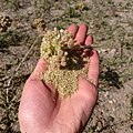 Yarrow inflorescence at seed maturity