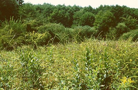 Großer Odermennig (Agrimonia procera)