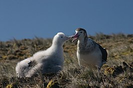 Amsterdamalbatros