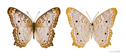 Museum specimen ♂ Both side