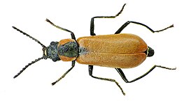 Anthocomus rufus