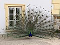 Indian peafowl