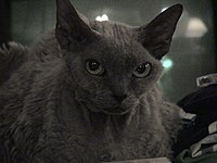 A "blue smoke" Devon Rex with unusually large ears.