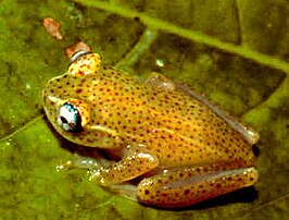 Boophis tasymena