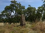 Menhir von Brachstedt