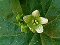 Female flower