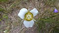 Calochortus gunnisonii, Teller County, CO