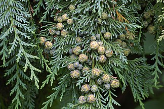 Port Orford cedar, endemic to the Southern Oregon Coastal Mountains