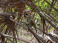 Grüne Meerkatzen Green Monkey