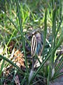 Crocus biflorus bud