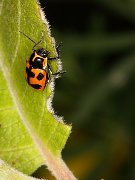 Cryptocephalus quinquepunctatus