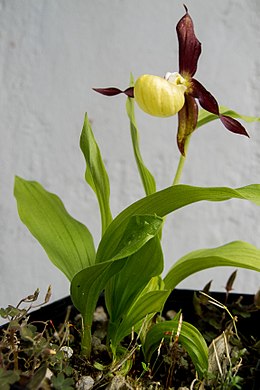 Boldogasszony papucsa (Cypripedium calceolus)