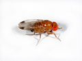Drosophila suzukii – Männchen