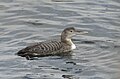 Geelsnavelduiker in winterkleed.