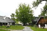 Sommerlinde (Tilia platyphyllos)