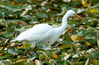 Intermediate Egret