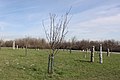 Kirschenhain anbei auf der Donauinsel