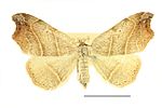 Laspeyria flexula – Specimen