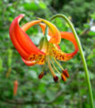 Lilium pardalinum