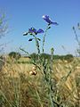 Österreich-Lein (Linum austriacum), in Österreich gefährdet.