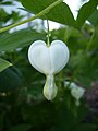 Lamprocapnos spectabilis 'Alba'