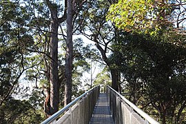 Tree Top Walk