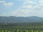 Palagonia, vista degli agrumeti in Piana di Catania