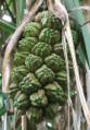 Pandanus fruit