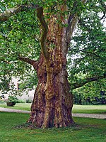 Platane im Schlossgarten Lich