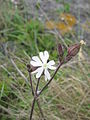 Silene latifolia subsp. alba