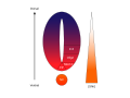 Concentration gradient of SHH