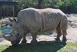 Southern white rhinoceros