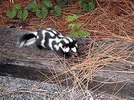 Oostelijke gevlekte skunk