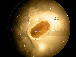 Thermosphaeroma thermophilum