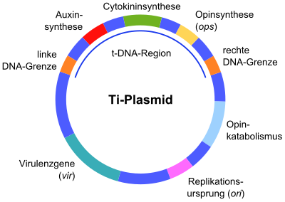 Ti-Plasmid