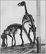 Az Edmontosaurus csontváza