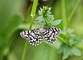 Unbekannter Schmetterling