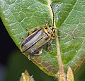 Το σκαθάρι Xanthogaleruca luteola (Elm-leaf beetle) βλάπτει σoβαρά τα φύλλα των φτελιών.