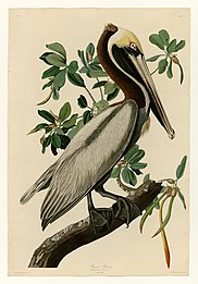 The Brown Pelican, #251