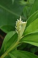 Alpinia galanga opening flower