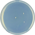 Aspergillus purpureus growing on CYA plate