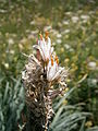 Asphodelus macrocarpus close-up