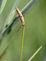 male plant, inflorescense, Photo by Kristian Peters